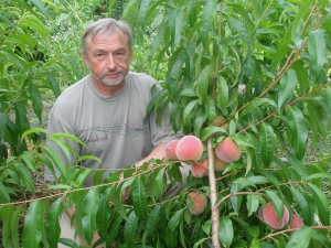 Персики:  побольше или покрупнее?