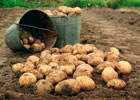Как вырастить картофель правильно. Видео
