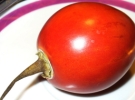 Цифомандра или томатное дерево