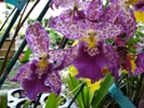 24 декабря 2011 – 18 марта 2012 III Зимний фестиваль орхидей в Пальмовой оранжерее Ботанического сада МГУ