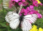 Про красивых белых бабочек с прожилками на крыльях