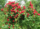 Украшение сада - плетистая роза