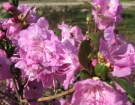 rododendron_daurskij1.jpg