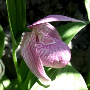Северные орхидеи