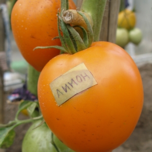 размножение семенами томатов