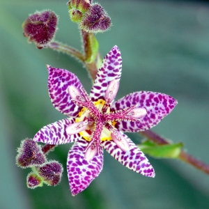 Трициртис. Садовые «орхидеи» 