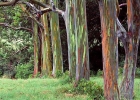 В природе существуют деревья с разноцветной корой