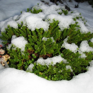Вечнозеленые растения зимой