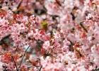 В Японии зацвела сакура - символ страны