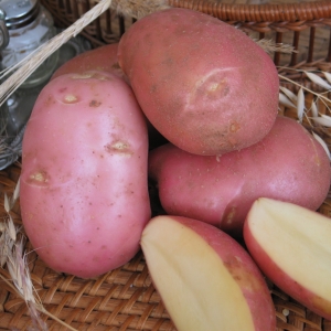 Картофель из пробирки