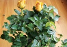 Комнатные розы 