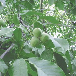 Листья грецкого ореха от разных недугов