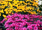 Роскошные хризантемы - мультифлора. Все тонкости выращивания