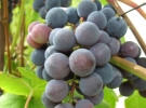 Сажать ли виноград?