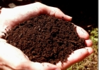 Почва - колыбель растений 