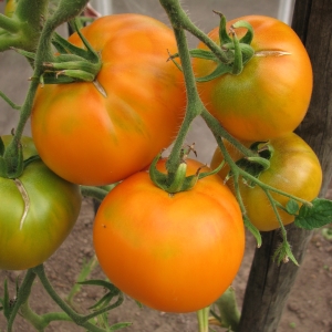 Бабушкины сладкие томаты