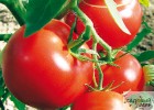 Как вырастить ранние томаты