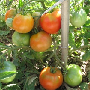 Секреты получения ранних томатов