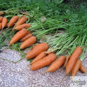 Про морковь и поясницу
