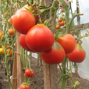 “Вареные” томаты   