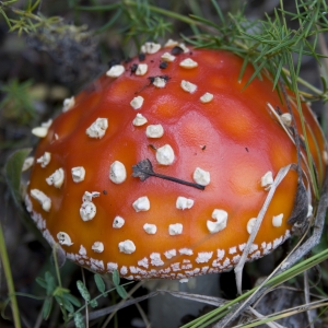 Применяют ли ядовитые грибы в медицине?