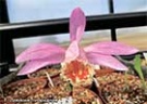 Орхидеи -­ подснежники
