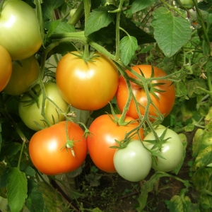 Агротехника томата в северных широтах