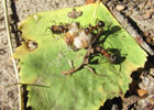 Препарат от садовых муравьев
