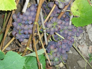 Виноград. Плоды, согретые  заботой