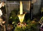 В США расцвел "трупный" цветок