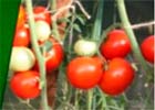 Как ухаживать за томатами в сентябре