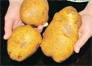 Секреты крупного картофеля