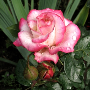 Летняя обрезка роз 