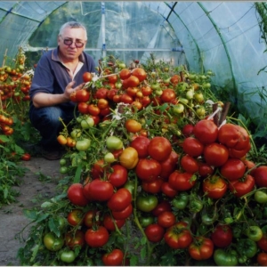 Северные томаты
