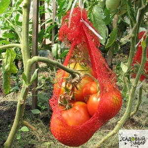 Профилактика и защита томатов от фитофтороза