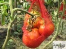 Профилактика и защита томатов от фитофтороза