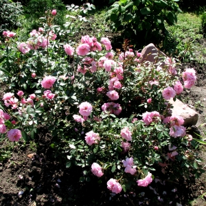 Розы в вашем саду