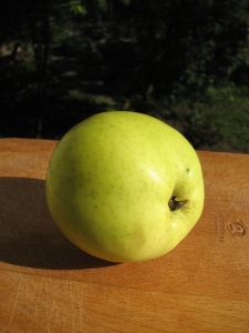 Яблоки для средней полосы