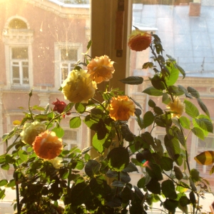 Розы, живущие не окне