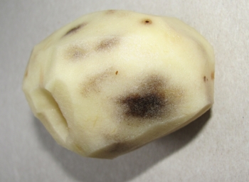 Как вырастить вкусный картофель?