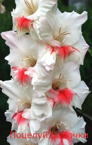 Гладиолус: самый мужской цветок