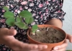 Видео Как правильно выбрать растение при покупке