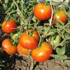 Агротехника томата в северных регионах