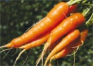 Своя морковь в июне