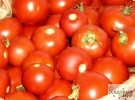 Как купить правильные семена томатов