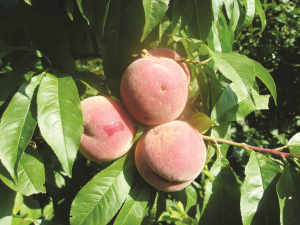 Выращивание персика в Сибири. Укрытие на зиму 