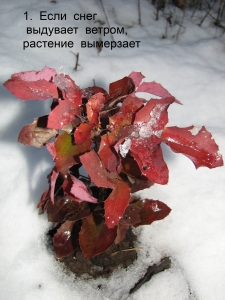 Микроклимат  и зимовка растений