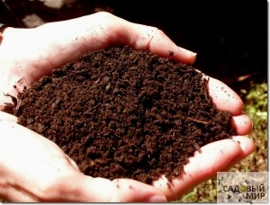 Лучшая почва для рассады 