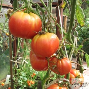 От чего беречь томаты