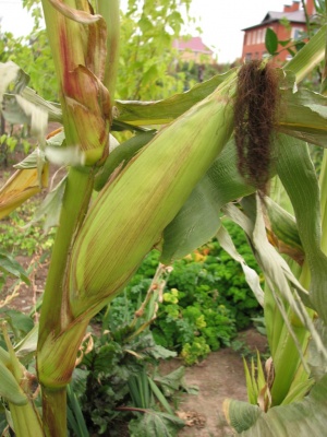 Кукуруза в Средней полосе